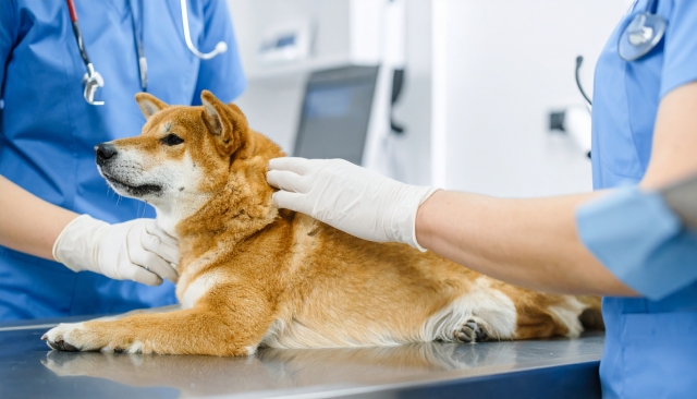 犬を治療する獣医師